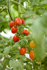 Pencas de tomate cereja amadurecendo no pé em lavoura