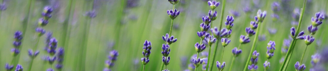 Lavender bloom, website banner with selective focus. Flowers and blurry background. Atmospheric...