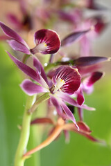 Beautiful flowers from the tropical japanese orchid.