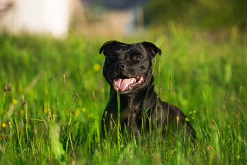 Lovely smiling black dog sits posing in the green grass. Staffordshire Bull Terrier, with a delightful smile, friendly, obedient and joyful pet. Advertising banner of pet supplies, grooming, pet food - 512844480