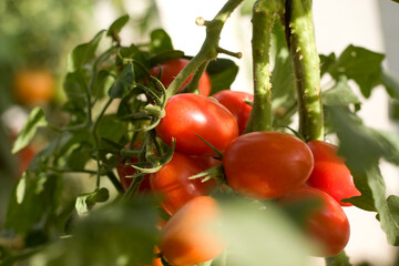 Pencas de tomate cereja amadurecendo no pé em lavoura