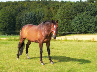 Fototapeta premium Arabian horse standing on a pasture. A brown horse with a white blaze on his head standing on green grass in summer on a bright sunny day. Beautiful portrait of one standing horse.