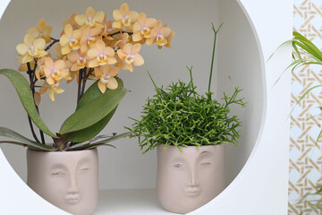 Beautiful flowers from the tropical japanese orchid.