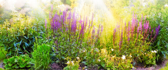 Obraz premium View of vibrant purple foxglove flowers blossoming, growing in remote field or home garden. Group of delicate, fresh summer plants blooming nature. Colourful flower also known as ladys glove