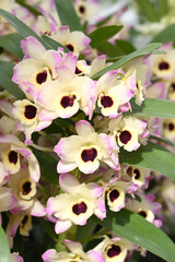 Beautiful flowers from the tropical japanese orchid.