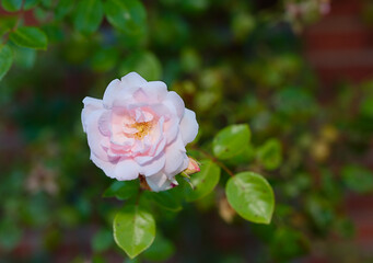 Closeup of a single pink rose growing and blooming in spring. Top view of one purple wild flower in a field or park outside. New seasonal growth in a botanical garden in nature from above