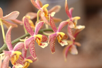 Beautiful flowers from the tropical japanese orchid.