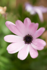 Fototapeta premium Closeup of a single pink daisy flower against a blurred green background in spring. Top view of one purple wild flower in a field or park outside. New seasonal growth in a botanical garden in nature