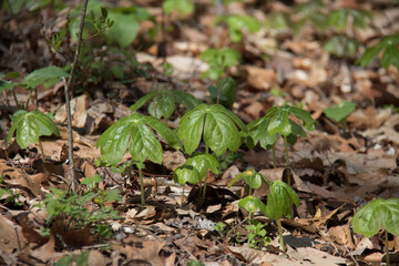 mayapple plant in the forest