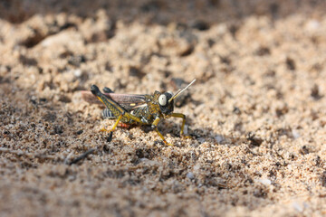 Dericorys is the type genus of grasshoppers of the family Dericorythidae