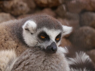 Sleepy lemur
