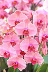 Fototapeta na wymiar Beautiful flowers from the tropical japanese orchid.