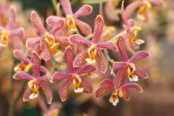 Beautiful flowers from the tropical japanese orchid.