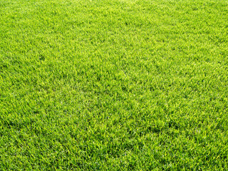 green grass on new lawn on sunny day