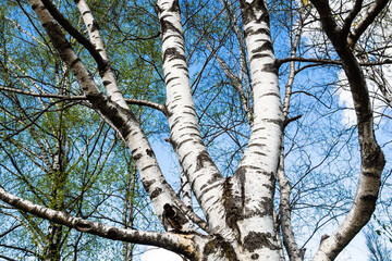 Fototapeta premium green leaves and white trunks of old birch tree