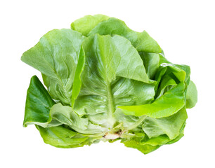 side view of fresh green butterhead lettuce cutout