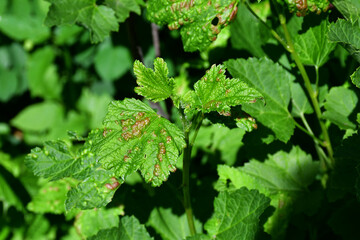 the leaves of the currant have red-brown convex (swollen) spots due to aphids that suck the juices...