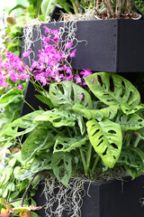 Beautiful flowers from the tropical japanese orchid.