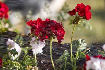 Close-up shot of watering plants with a garden hose and a handheld sprayer in the evening