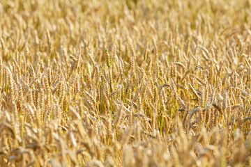 Yellow agriculture field with ripe wheat. Cereal plant growing in countryside farm during harvest season. Scenic landscape of vibrant golden stalks of grain cultivated on sustainable field in summer