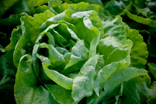 Lavoura de alface lisa no ponto de colheita bem uniforme e vigorosa