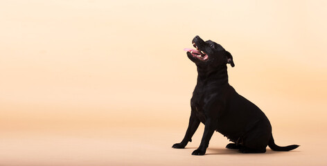 lovely black dog of the Staffordshire Bull Terrier breed sits on beige background, sideways and looking up. Panoramic banner for advertising. The concept of pet supplies, veterinary medicine, pet care - 512846800