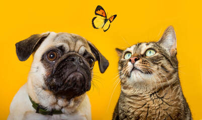 Cute cat and dog are playing with a butterfly. Cat and dog on a yellow background. Isolate