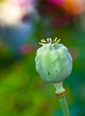 closeup of an opium plant bud closed outside in a garden. Photo of a wild Papaver somniferum that has not opened yet. Beautiful lush green flowerhead isolated on a blurred nature background