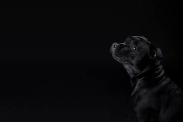 Lovely serious black dog sits posing against a black background and looks up the frame. Advertising banner of pet supplies, grooming, pet food.Staffordshire Bull Terrier friendly, obedient pet.  - 512847240