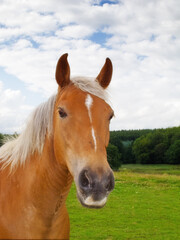 Fototapeta premium Portrait of a brown horse on a field outside. Animal in grass farm land near a forest on a cloudy day. Chestnut pony grazing on a lush spring landscape. Lovely nature scene of rural green meadow