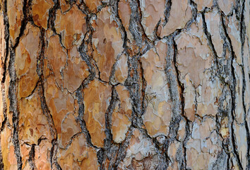 Red scot's pine tree trunk bark texture with large scales. macro view. rough surface. patterns concept. beauty in nature. closeup detail. forest and trees. light brown color. bright light.