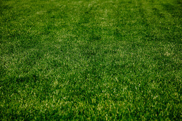 green grass background