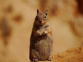 Curious groundsquirrel