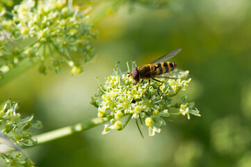 Hornet mimic hoverfly, Volucella zonaria, feeding on nectar from yarrow flower