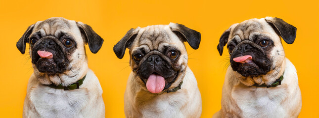 Three cute dogs with pink tongues on a yellow background
