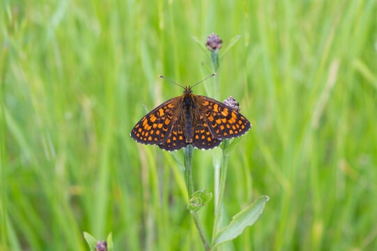 Butterfly Heath fritillary, Melitaea athalia, upper side of wing, on the meadow