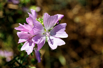 Rose Wiesenblüte