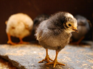 young chick
