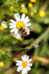 Fototapeta premium Große Sumpfschwebfliege