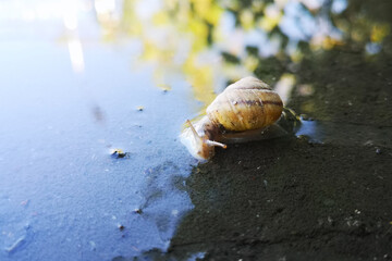 snail on a leaf