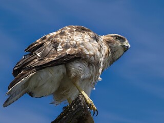 Osprey perched on a wooden branch against blue sky, looking for prey