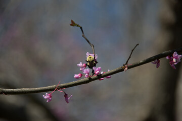 bee on a branch