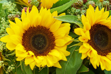 Closeup of a yellow sunflower bouquet. Two large bright sunflowers in a farm style floral arrangement with green leaves and petals. Rustic rural flowers, wild berries and blossoms. Spring in bloom