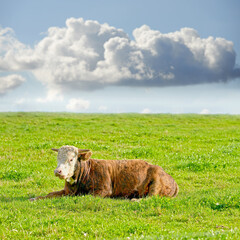 Obraz premium Hereford cow on a sustainable dairy farm pasture. One Brown and white cow isolated against green grass on remote farmland and agricultural estate. Raising live cattle in a grass-fed farming industry