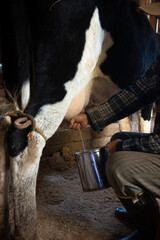 Fototapeta na wymiar man milking the cow and mixing with a cup of coffee the so-called 