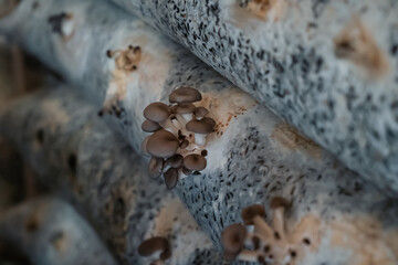 Mushroom Farm, cultivation and growing fungus in organic soil material.