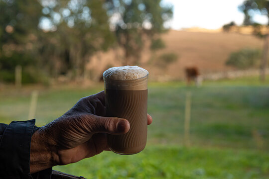 man milking the cow and mixing with a cup of coffee the so-called "camargo" brazilian drink
