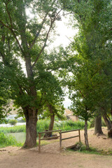 the little bamboo bridge in the forest next to the river, the forest background with the wooden bridge, the green park with a lot of trees and a footpath
