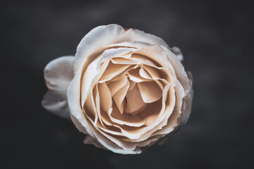 The petals of a rose unfolding in white and beige creamy tones and blurred dark background....