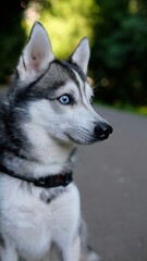 Portrait of Klee Kai dog